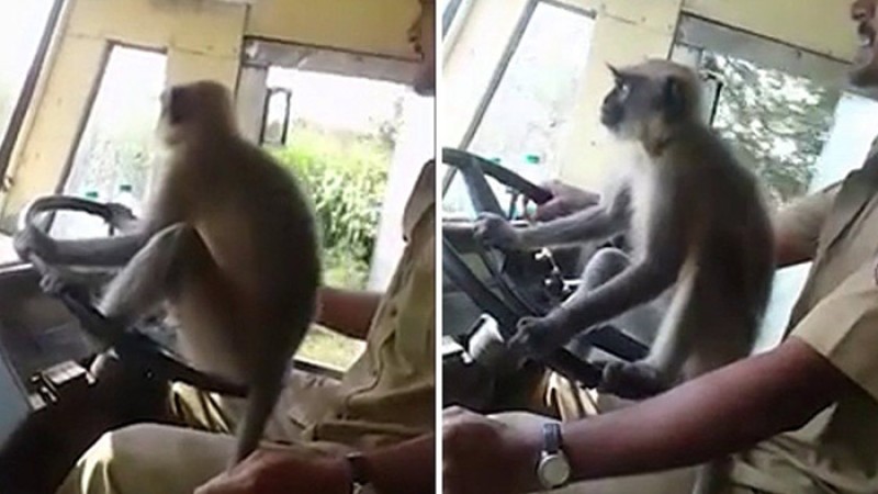 ३० जना यात्रु बोकेको बस १० मिनेट बाँदरलाई चलाउन दिएपछि… (भिडियोसहित)