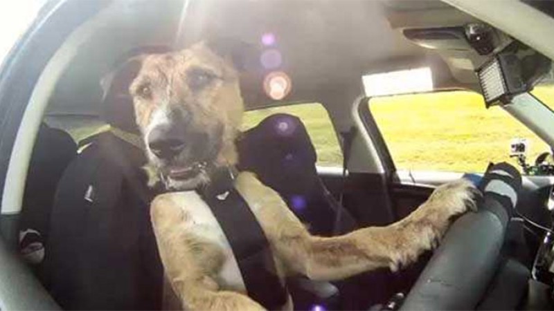 ब्यस्त सडकमा यसरी कुकुरले गाडी चलाएपछि… (भिडियोसहित)