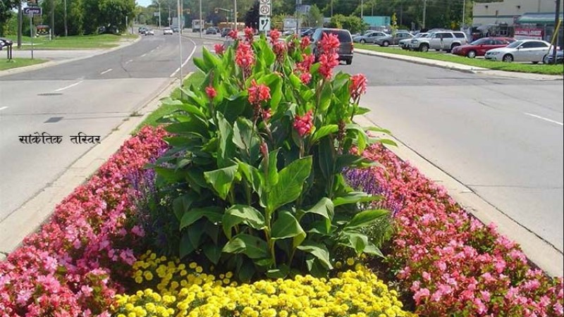 नविल बैंकले महानगरसँग मिलेर ट्राफिक आइल्यान्डमा फुल फुलाउने