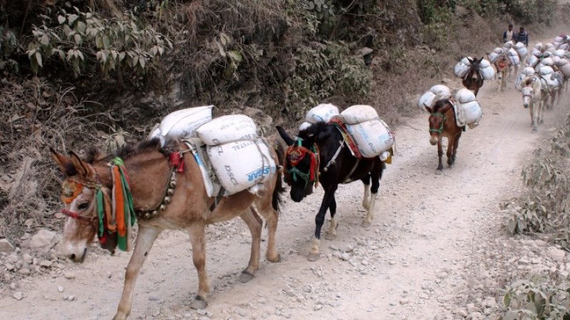 यातायात अबरुद्ध भएपछि खच्चडकै भरमा सामान ढुवानी