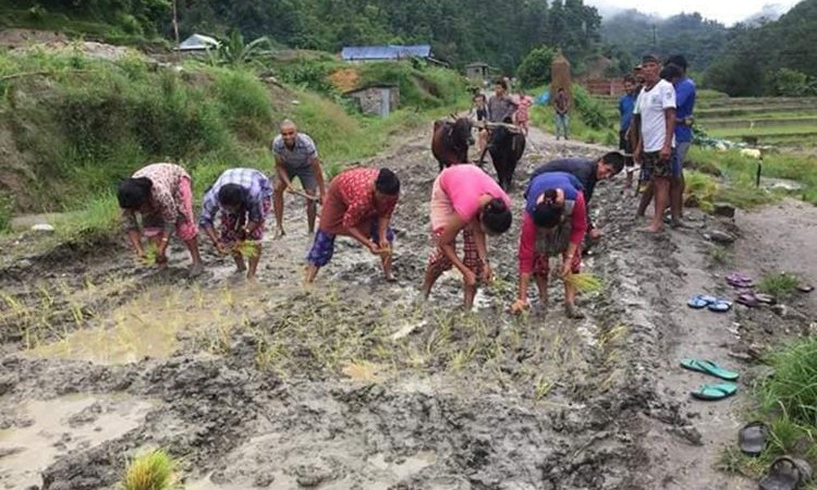 नुवाकोटका स्थानीयले सडकमा सवारीसाधन चलाउन नसकेपछि यसरी गरे रोपाई_img