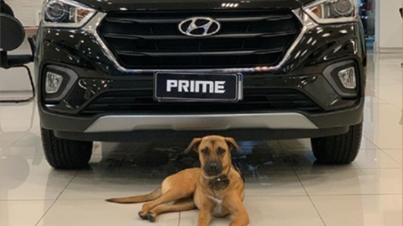 ब्राजिलको हुन्डाई शोरुममा अनौठो सेल्स म्यान, बन्यो उत्कृष्ट कर्मचारी