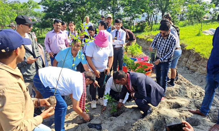 विश्व वातावरण दिवसः बीवाइडीले रोप्यो १५ सय बिरुवा_img