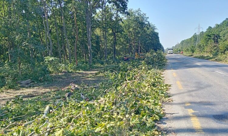 कमला-ढल्केवर-पथलैया सडकका साढे  ११ हजार रुख काट्न आदेश_img